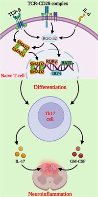 Role of RGC-32 in multiple sclerosis and neuroinflammation – few answers and many questions
